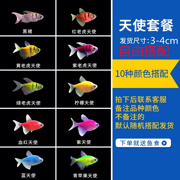 Angel selected 15 pieces