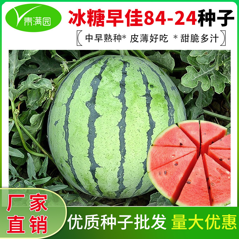 Wholesale Zaojia 8424 Kirin Meidu Watermelon Seeds All Year Round Potted Sweet Watermelon Spring Fruit Seed Company