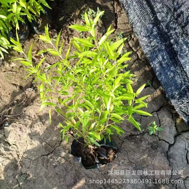 Крышевое растение золотистая герань, полные характеристики, рассада для проекта зеленения, кластерные саженцы золотистой герани, прямые продажи с базы