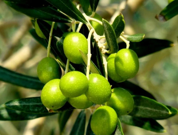 ������Ȼ��֬Cropure OL����魹���