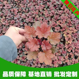 宿根花卉;盆栽;一二年生花卉