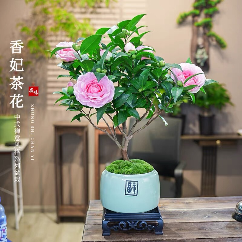 Xiangfei Camellia Potted Osmanthus Fragrant New Year's Eve Flower Living Room Indoor Desktop Easy to Grow Florals and Green Plants to Purify the Air