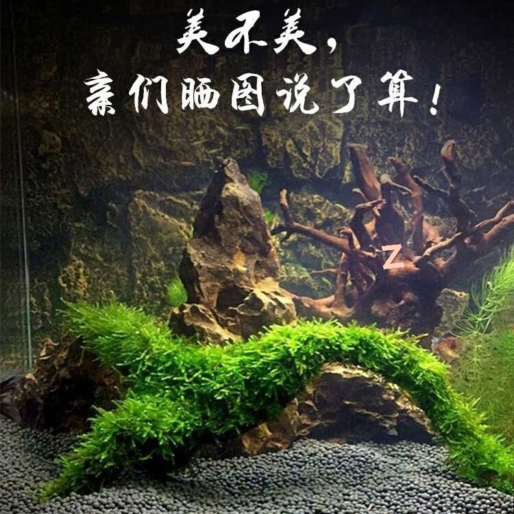 Moss Driftwood Arch Bridge Large Triangular Moss Tree Finished Fish Tank Landscaping Aquatic Plants Natural Small Tree Root Planting Moss Driftwood Arch Bridge Large Triangular Moss Tree Finished Fish Tank Landscaping Aquatic Plants Natural Small Tree Root Planting
