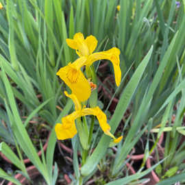 鸢尾宿根 鸢尾宿根批发 促销价格 产地货源 阿里巴巴