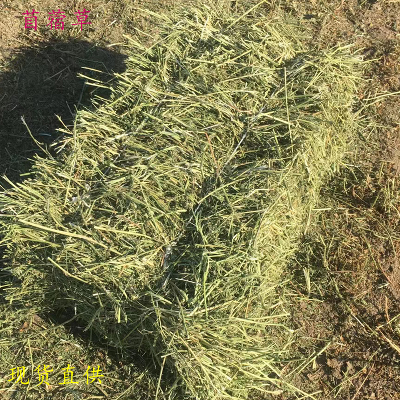 牛饲料牧草草料紫花苜蓿草苜蓿草饲料动物园牛马羊动物饲料