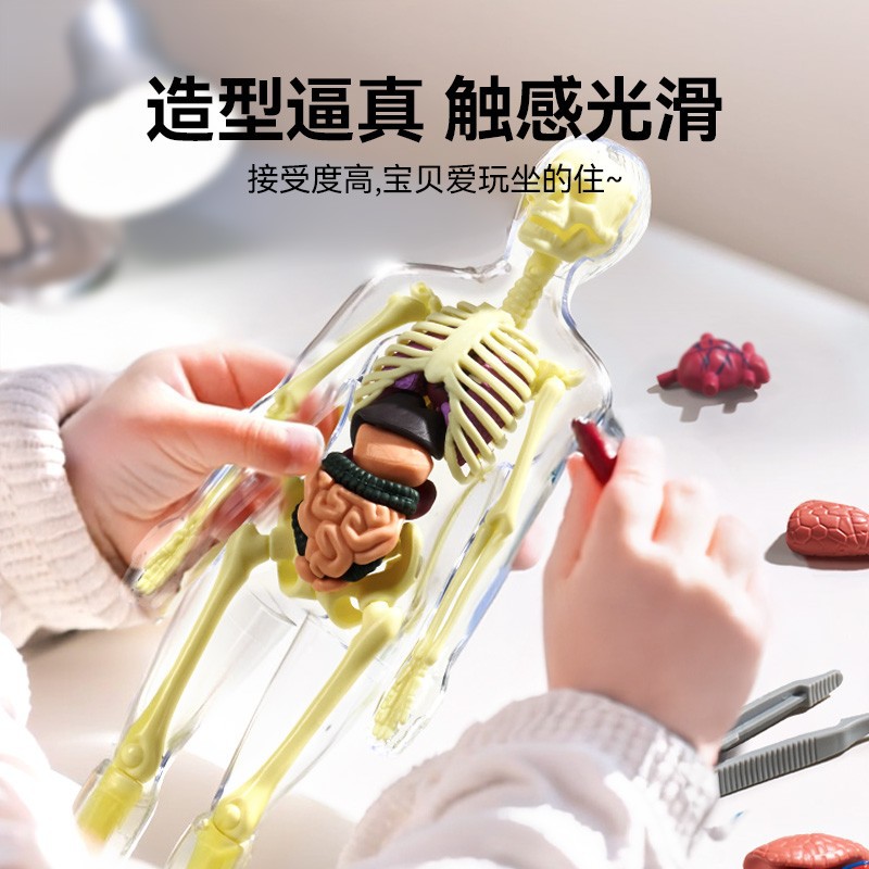 Removable Assembled Human Organ Model Structure Skeleton 3d Skeleton Visceral Medical Anatomy Early Education Children's Toys