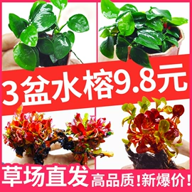 灯笼;节庆用品;收纳架