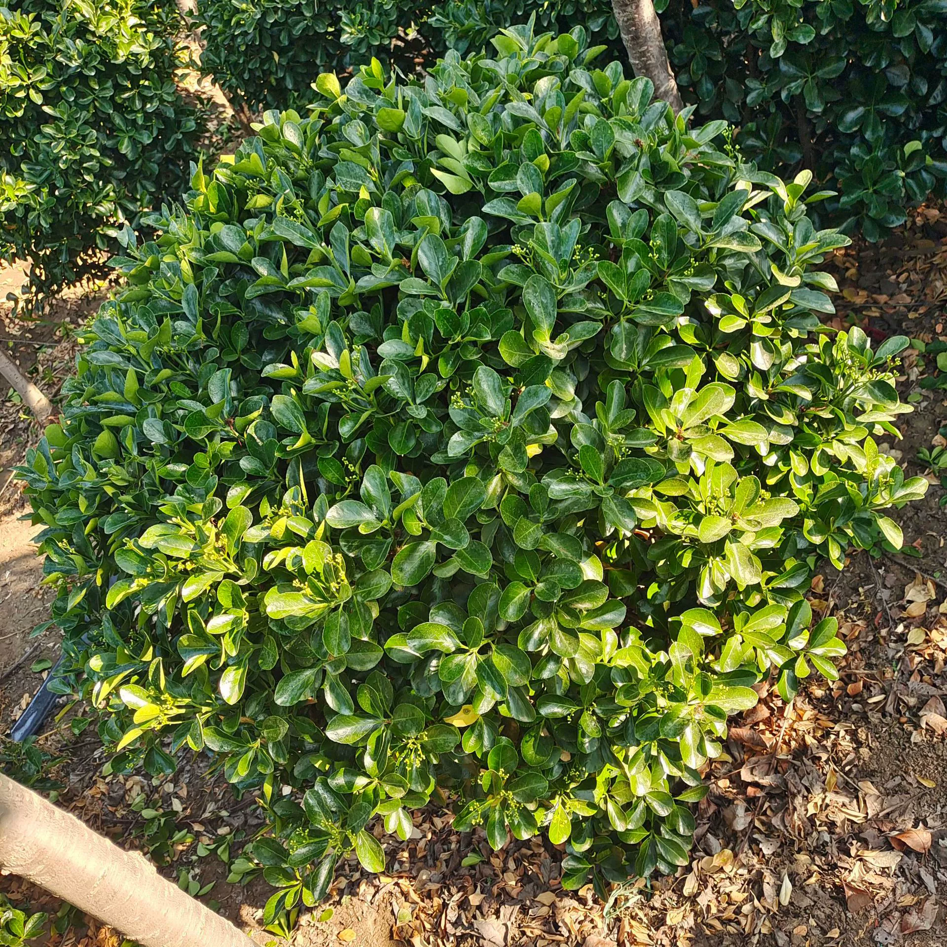 Полные спецификации дорога озеленение двор парк продаж листовка Самшит мяч Дыня Семена самшита база оптом