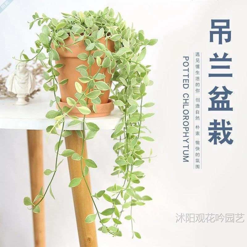 Золотистая нефритовая любовная лоза в горшке для комнатных растений, легкая в уходе, подвесная вьющаяся лоза, модное зеленое растение, любовная лоза