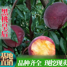 �Ҙ���Ʒ�N���һʺ����Ә���޽������A����������Y���ϱ����Nֲ