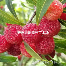 ��÷����޽���|����÷�����ڗ�÷�ش������ϱ����Nֲ�������ȫ