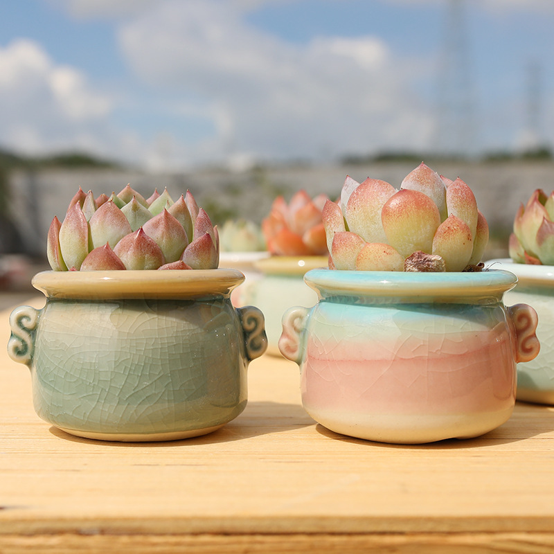 Succulent flower pot ceramic stoneware binaural breathable mini rainbow control personalized creative desktop thumb pot special offer Succulent flower pot ceramic stoneware binaural breathable mini rainbow control personalized creative desktop thumb pot special offer