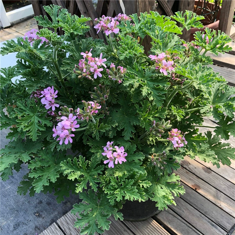 Репеллент от комаров в горшке для спальни, комнатное растение от комаров с хорошим летним эффектом от комаров, большой горшок, репеллент от комаров, трава, зеленое растение, цветы