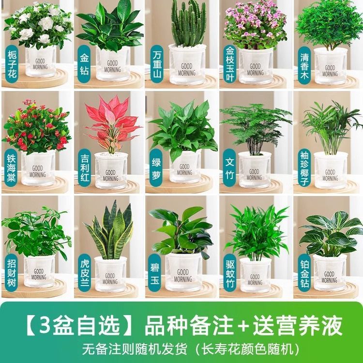 [화분 3개 선택] 녹색 식물 품종 비고/비료