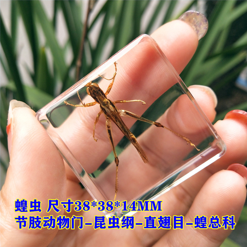 연한 녹색 메뚜기