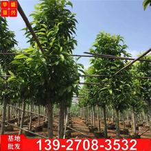 �е������m���m����G�����m���羰�^���m��������m�@�ֹ��̏V�|