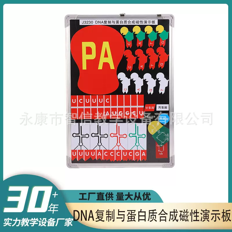 DNA复制与蛋白质合成演示版磁性演示块板生物实验器材教学仪器教