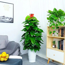 大叶绿萝盆栽室内大型绿化办公室绿植花木绿萝柱