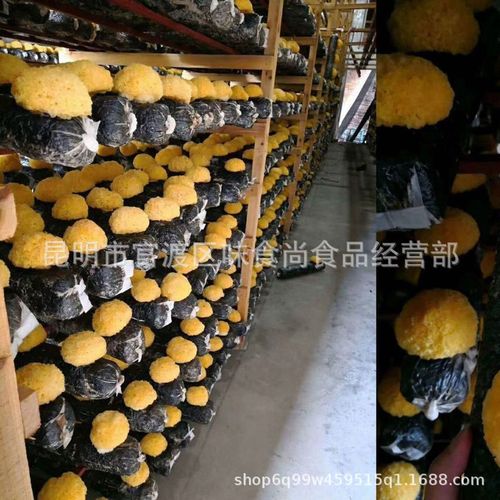 Gutian Tremella Dried Goods Ugly Ear Selected Ugly Ear Tremella Direct Manufacturer Sales Ugly Ear New Goods Tremella Glutinous Fast Jelly