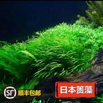鱼缸植物水下叶日本箦藻小箦藻水草鱼缸活体懒人水草鱼虾躲避