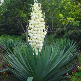 剑麻苗 丝兰树苗 灯笼花软绿篱篱笆墙防护四季常青植物耐寒绿化