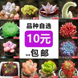 仙人掌及多肉;园艺工具;花盆容器