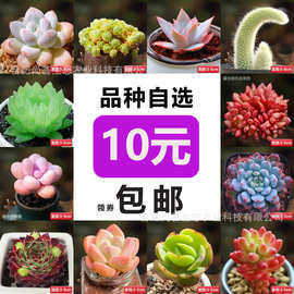 新手多肉单颗肉肉花卉室内阳台盆栽绿植好养多肉植物红宝石仙人掌