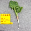 Small green stem spinach
