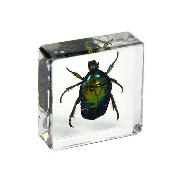 3.8cm small square copper flower beetle