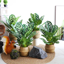 ����Gֲ��ȸľС���Ԕ[���͏d�҃��b��W��ֲ����������~����