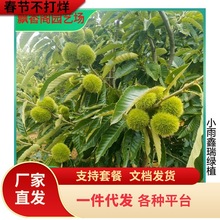 基地自产自销板栗苗嫁接大红袍板栗树苗价格南北方种植板栗苗