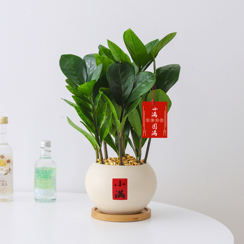 Money Tree Small Potted Plant, All-Season Indoor Plant for Living Room, Study, Fortune Tree, Green Plant for Office Desk, Desktop Bonsai