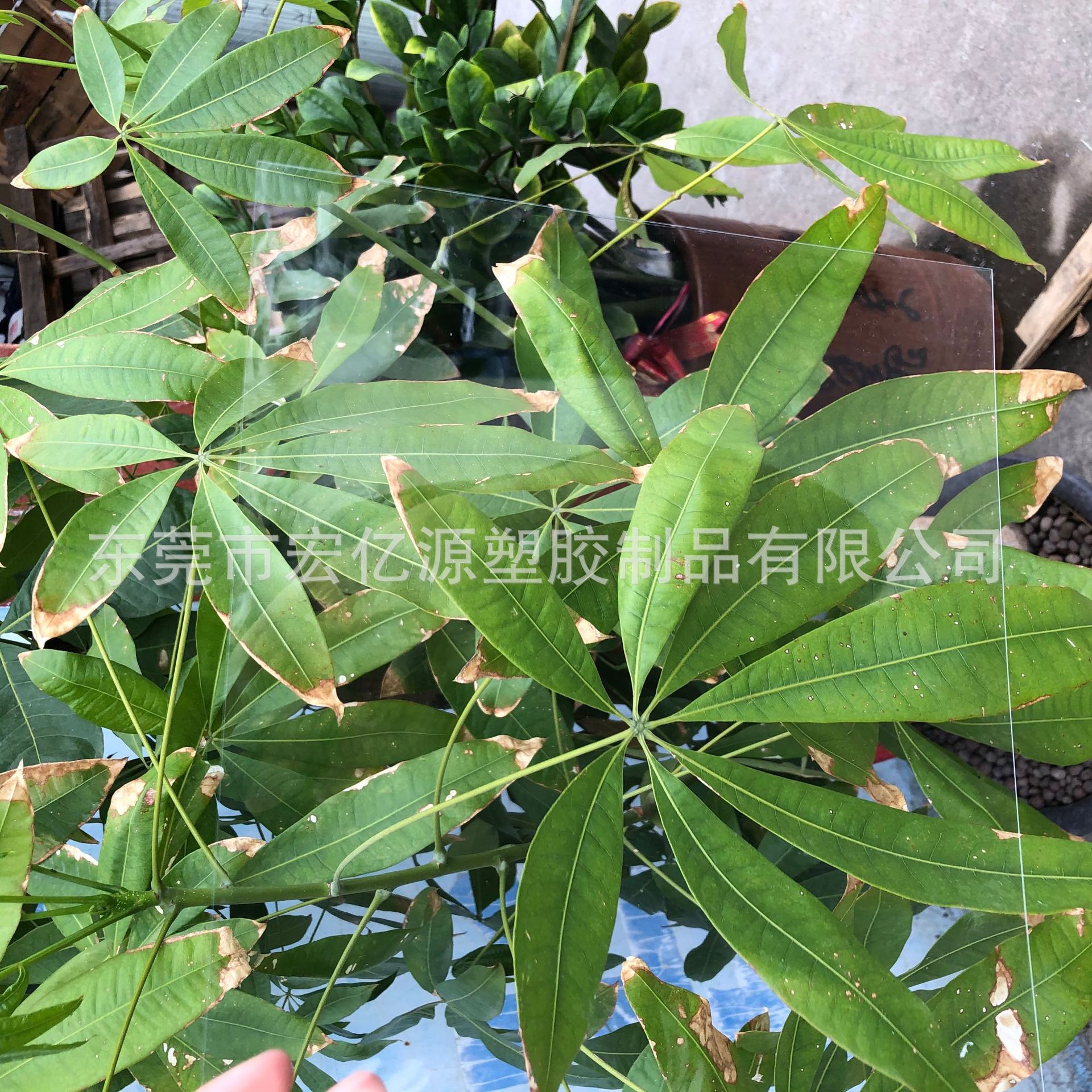 透明PVC片材塑料薄片防火阻燃pvc硬质片卷材磨砂胶片加工批发