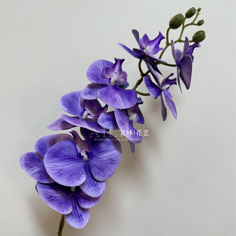 9 머리 Phalaenopsis platycodon 보라색