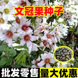 文冠果种子园林绿化花卉用种林木果树多年生观赏树木油料树种子