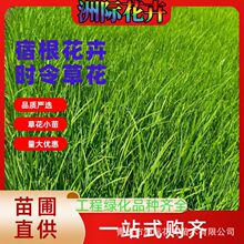 水生鸢尾 黄菖蒲 常绿鸢尾 水生植物  基地批发黄花鸢尾多年生宿