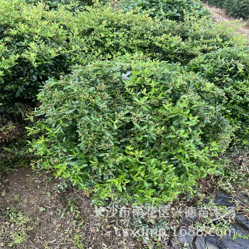 Оптовые поставки саженцев шиповника, цены на шары шиповника из Хунани, полный ассортимент сортов, высокая выживаемость, большие объемы.