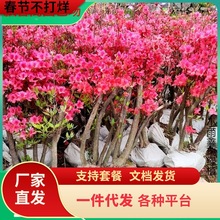 双季映山红树苗当年开花毛杜鹃花南方北方种植映山红苗四季开花
