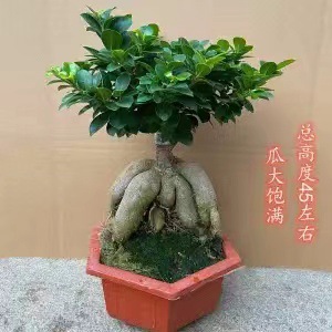 Panax banyan hojas banyan modelado bonsai interior planta de terraza en maceta plantación verde banyan viejo estaca fácil de cultivar cuatro estaciones