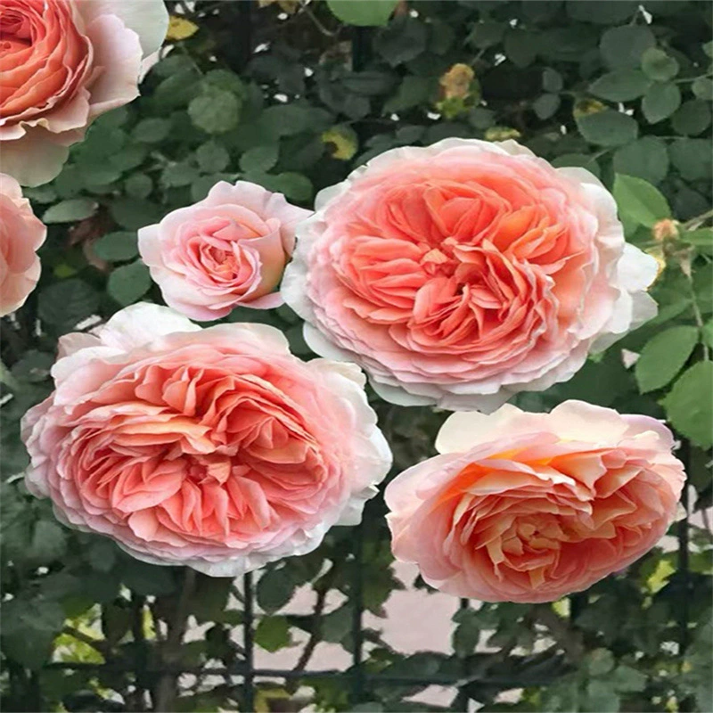 Вьющаяся лоза Рассада цветка розы в горшке Очень большой цветок Четыре сезона Цветущая рассада с бутоном цветка Стена для скалолазания Рассада цветов розы