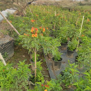 橙钟花红钟花黄钟花多年观花盆花别墅阳台花园耐修剪植物-阿里巴巴