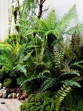 植物波斯蕨草植物墙花艺蜈蚣草假绿植蕨类地面造景装饰树