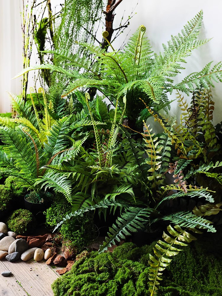 植物波斯蕨草植物墙花艺蜈蚣草假绿植蕨类地面造景装饰树