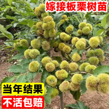 �������޽ӵ����Ϸ������Nֲ��t�ۮ���Y���ش������������