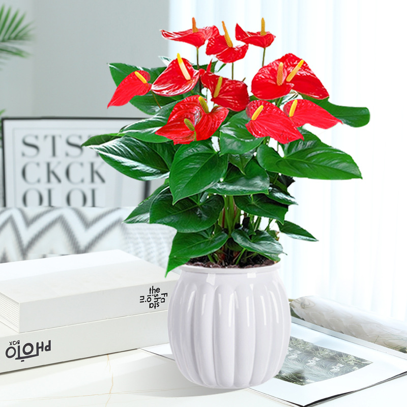 [두인 핫모델] 프리미엄 안스리움 + 흰호박 흡수대 + 영양액