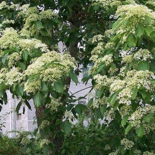 ��Ƥ��N�� ë�� ܇��ľ�N�� ����ľ ��̴ ��̨��N����ľ�N��