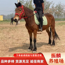 �T���R �R�x ���U��Ѫ�R ��Ѫ�R �����R �ɹ��R ������