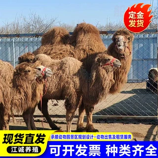 骆驼活体出售 景区单双驼峰骑乘活体家养骆驼活物成年幼崽养殖