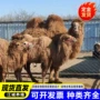 景区养殖单双骑乘骆驼