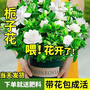 �d�ӻ����Ի���ֲ���҃�ˮ��Gֲ�ļ����B���򻨾�����軨�����m
